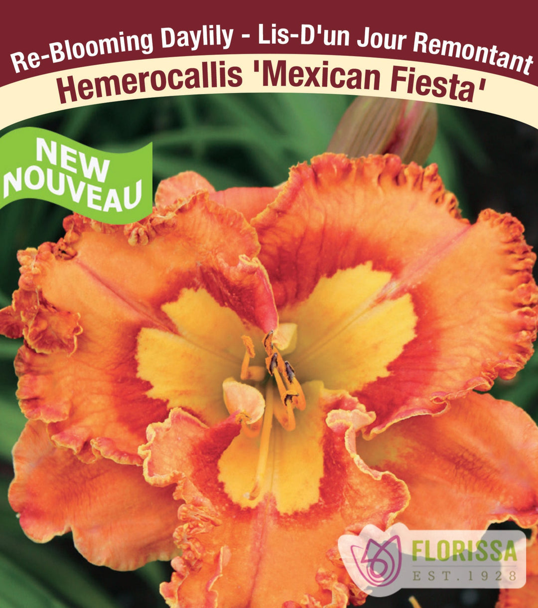 Hemerocallis - Mexican Fiesta, 1 Pack