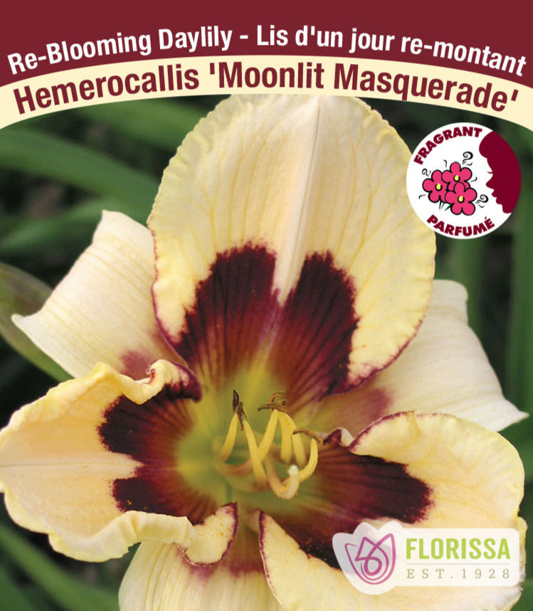 Hemerocallis - Moonlit Masquerade, 1 Pack