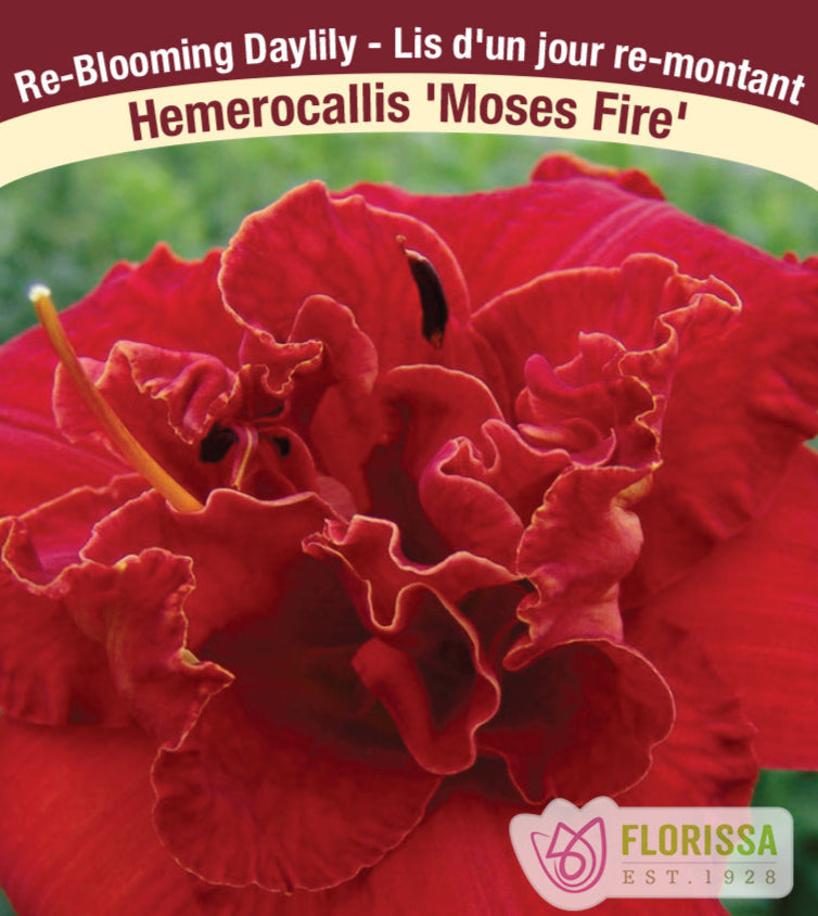 Hemerocallis - Moses Fire, 1 Pack