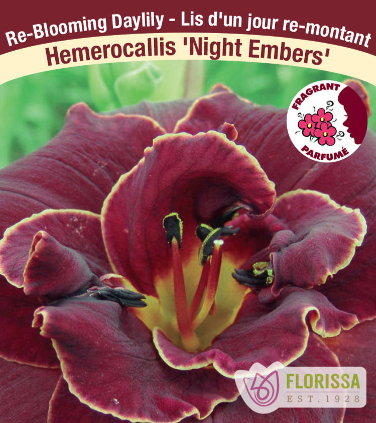 Hemerocallis - Night Embers, 1 Pack