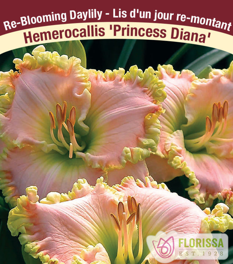 Daylily - Princess Diana, 1 Pack
