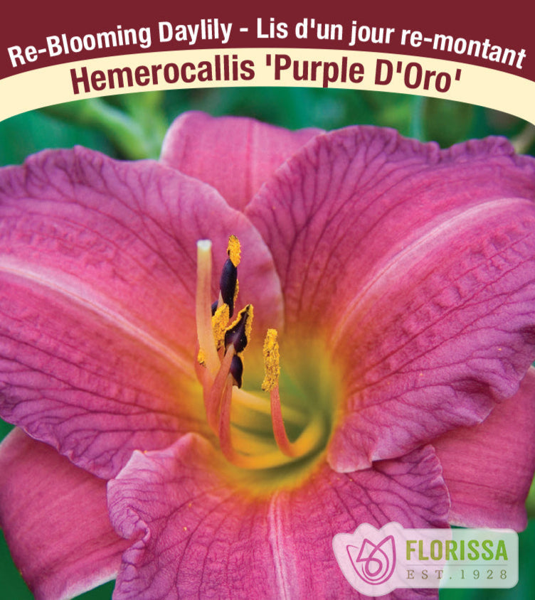 Daylily - Purple D'Oro, 1 Pack