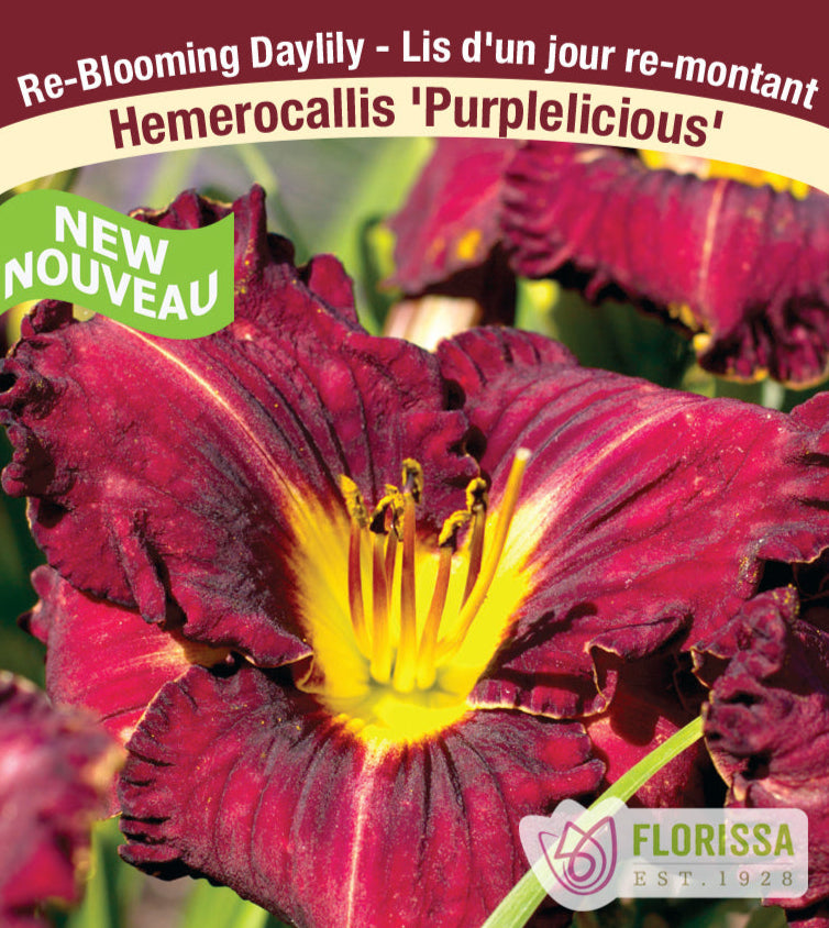 Daylily - Purpleicious, 1 Pack