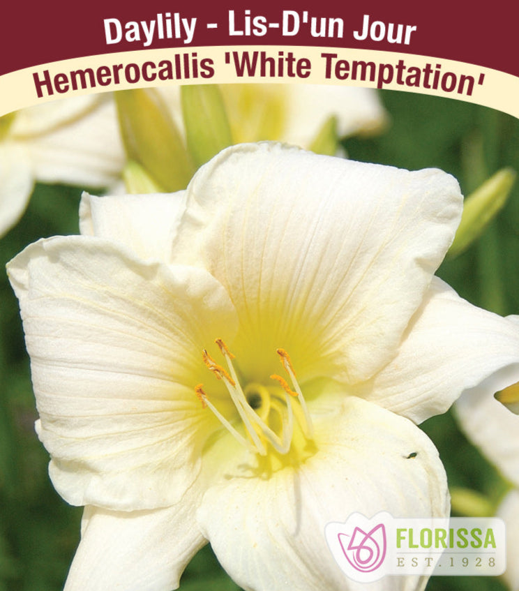 Daylily - White Temptation, 1 Pack