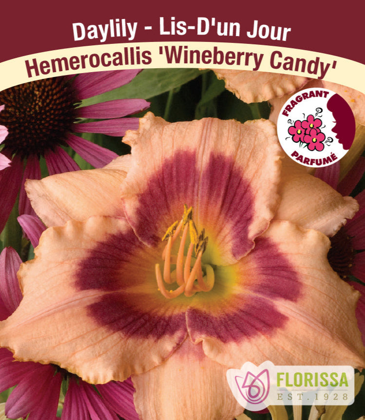 Daylily - Wineberry Candy, 1 Pack