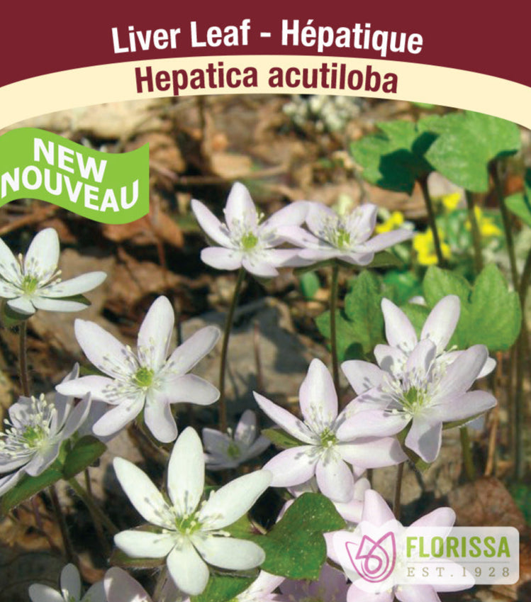 Hepatica - acutiloba, 1 Pack