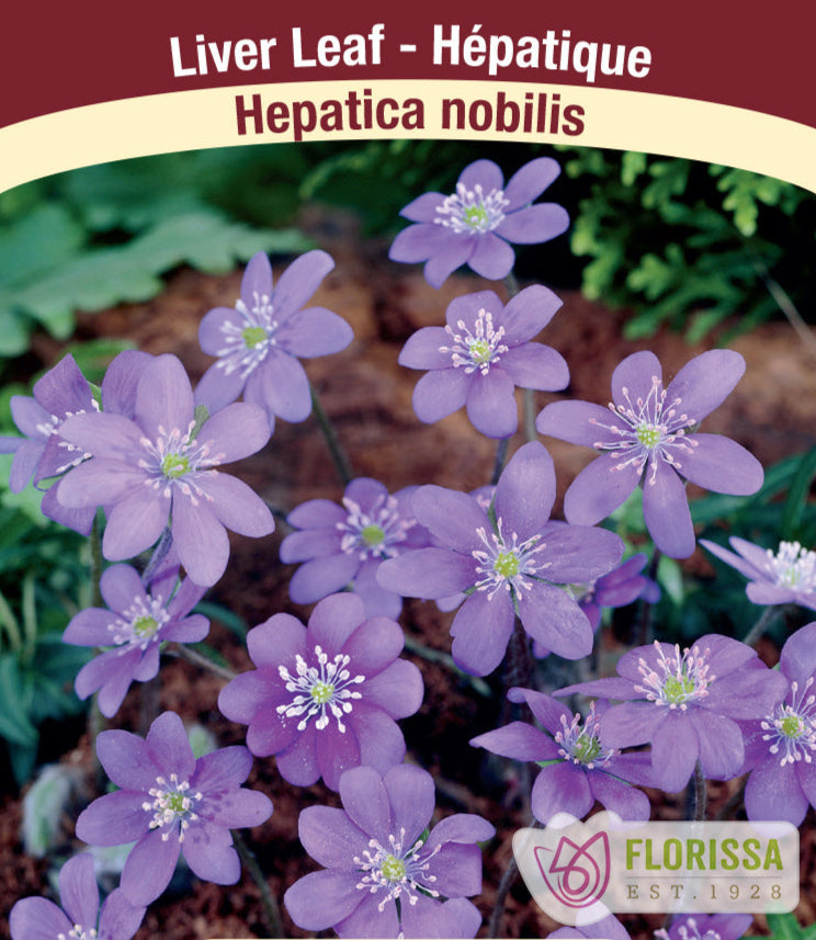 Hepatica - nobilis, 1 Pack