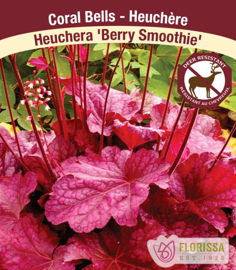 Heurchera - Berry Smoothie, 1 Pack