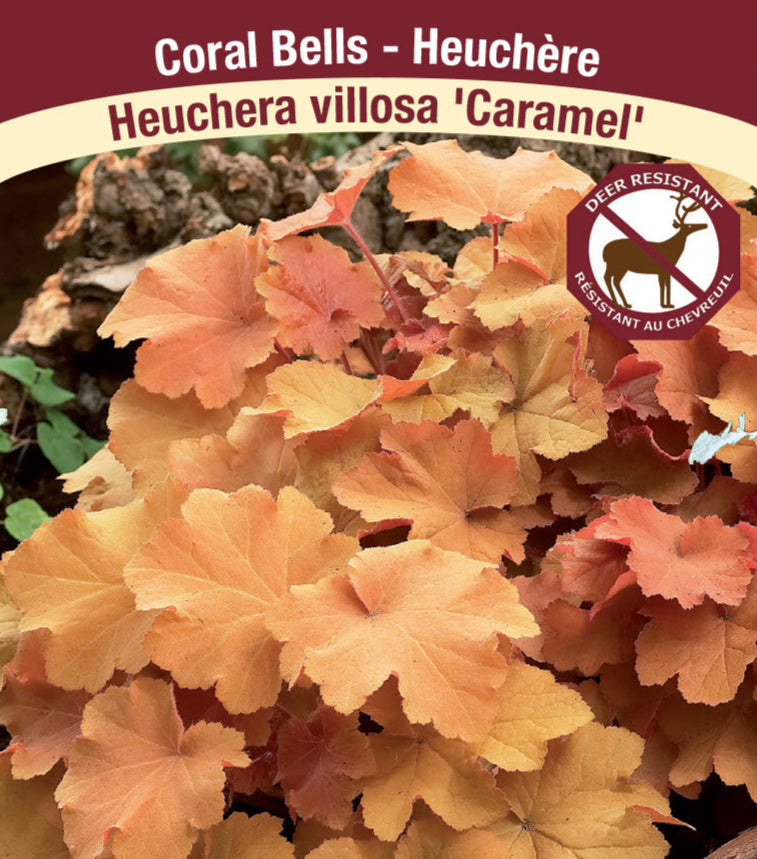 Heurchera - Caramel, 1 Pack