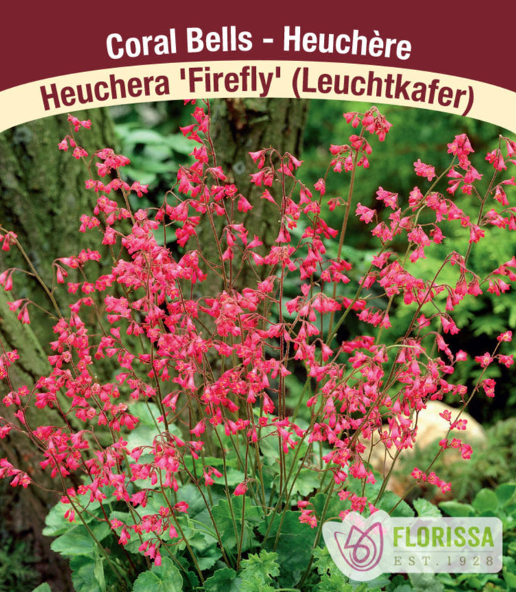 Heurchera - Firefly, 1 Pack