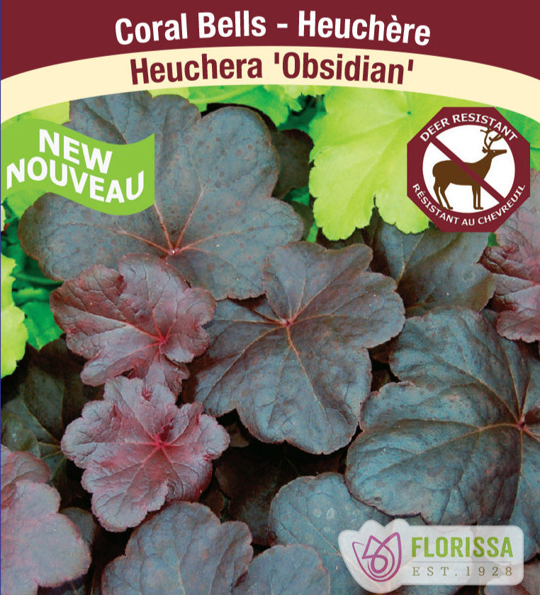 Heurchera - Obsidian, 1 Pack