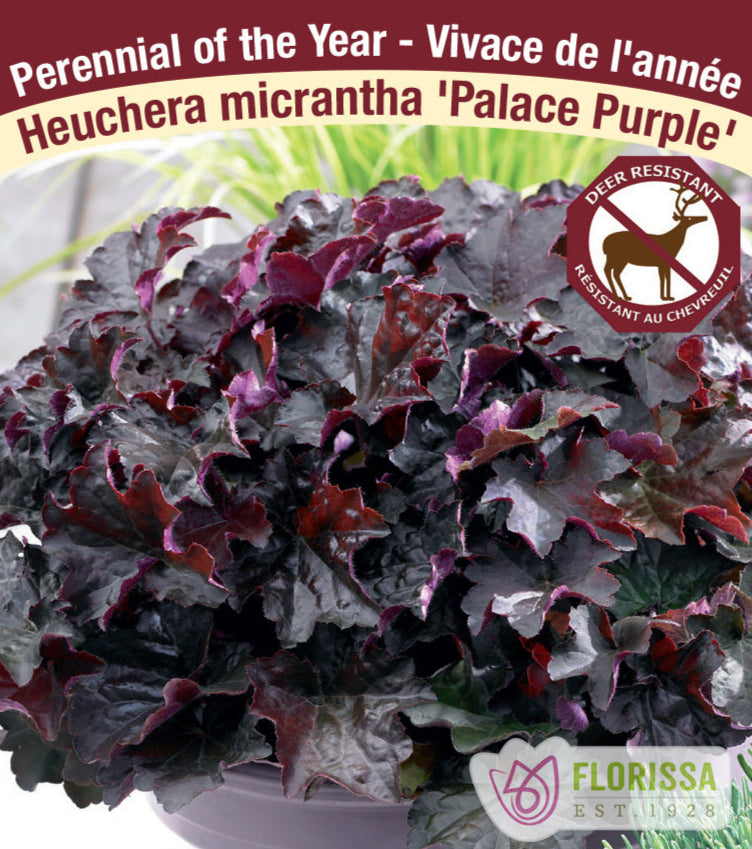 Heurchera - Palace Purple, 1 Pack