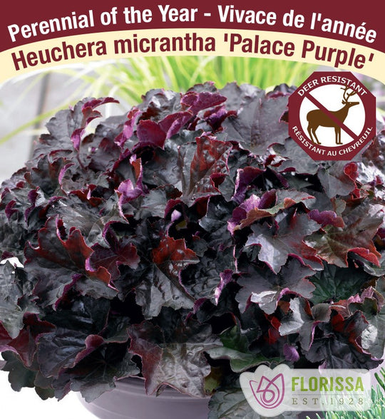 Heuchera - Palace Purple, 1 Pack