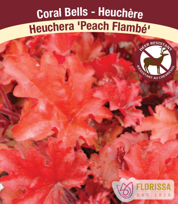 Heurchera - Peach Flambe, 1 Pack