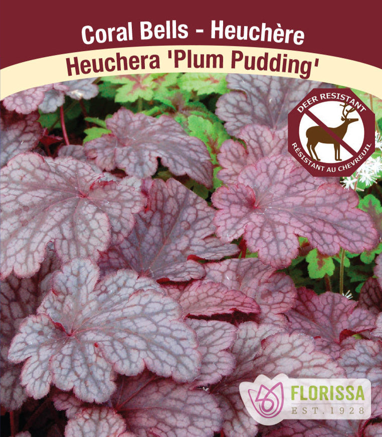Heurchera - Plum Pudding, 1 Pack