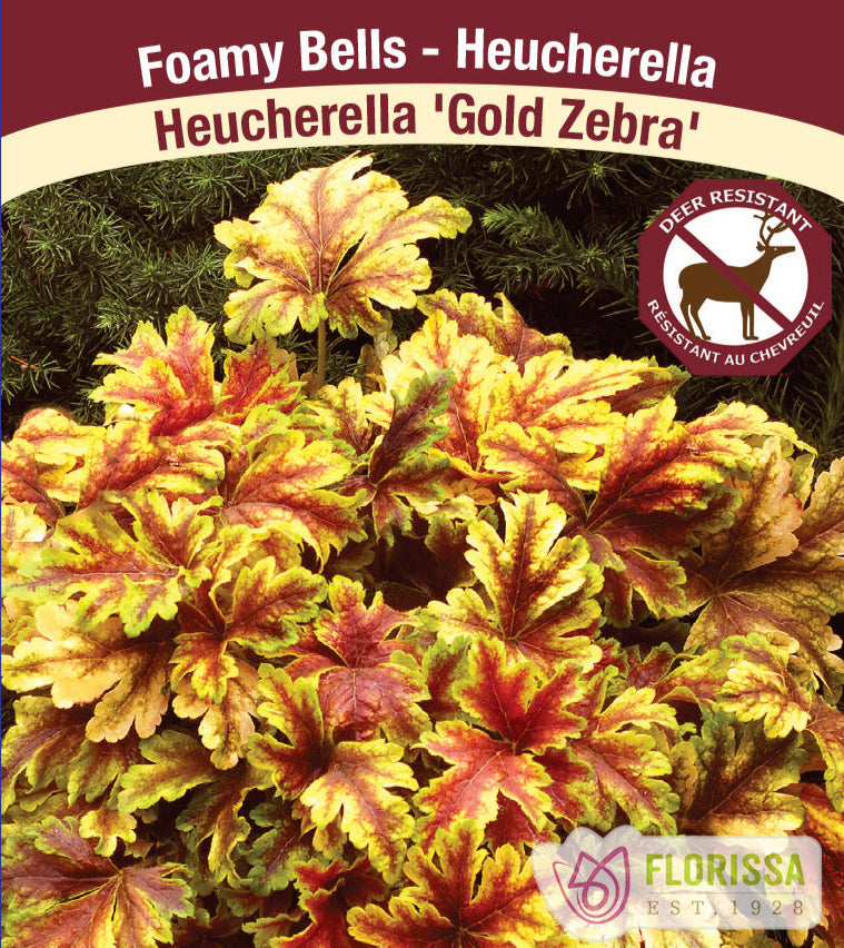 Heucherella - Gold Zebra, 1 Pack