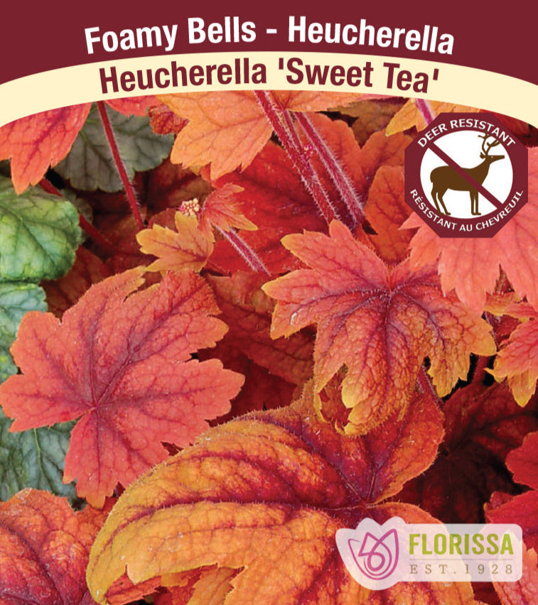 Heucherella - Sweet Tea, 1 Pack