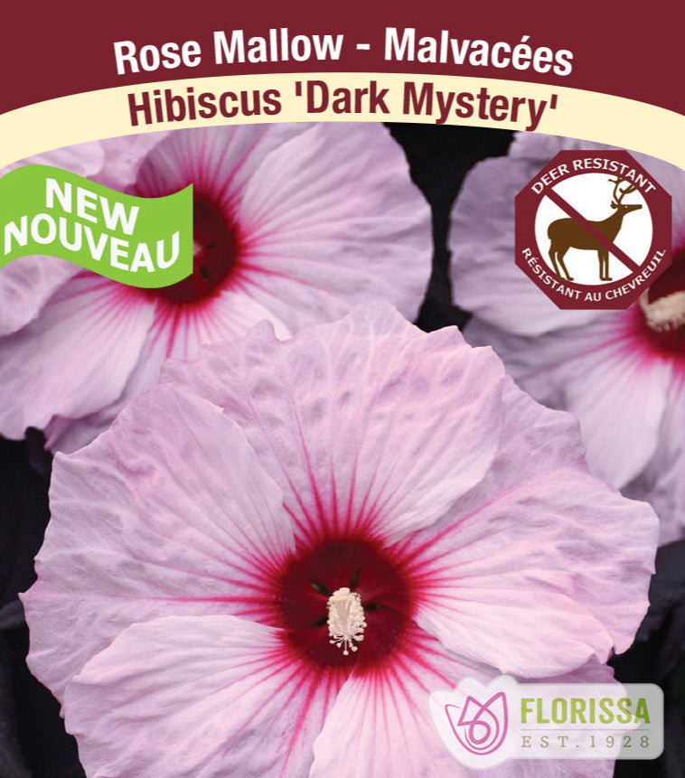 Hibiscus - Dark Mystery, 1 Pack