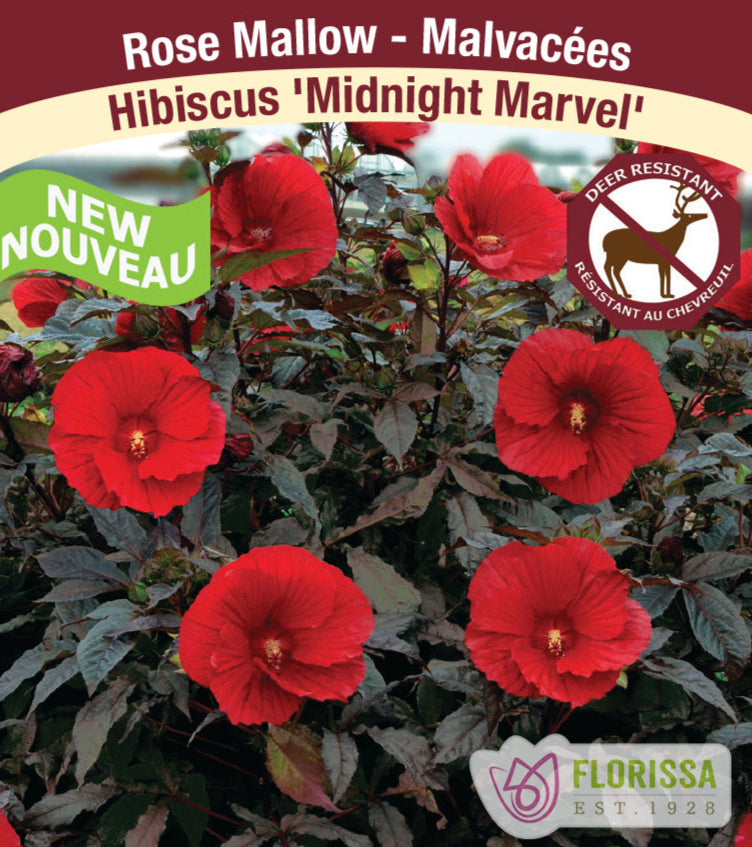 Hibiscus - Midnight Marvel, 1 Pack