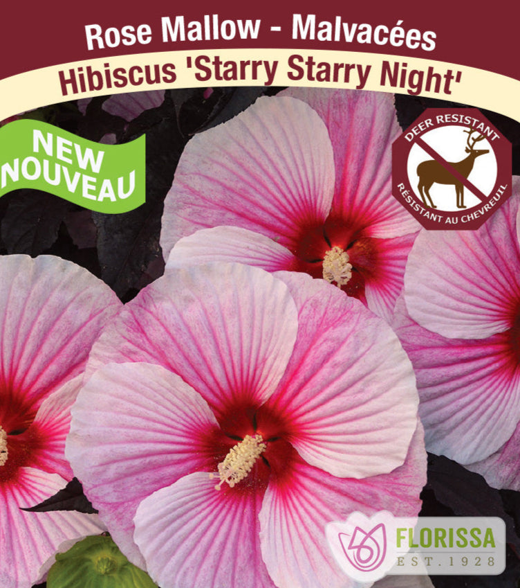 Hibiscus - Starry Starry Night, 1 Pack