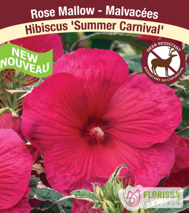 Hibiscus - Summer Carnival, 1 Pack