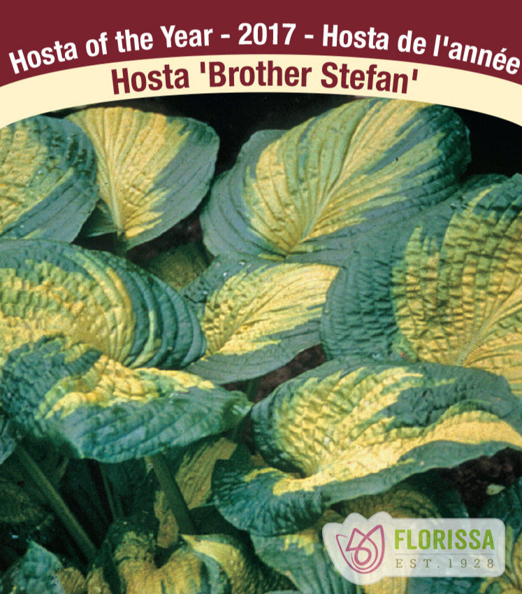 Hosta - Brother Stefan, 1 Pack