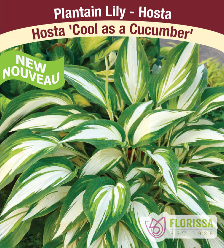Hosta - Cool as a Cucumber, 1 Pack