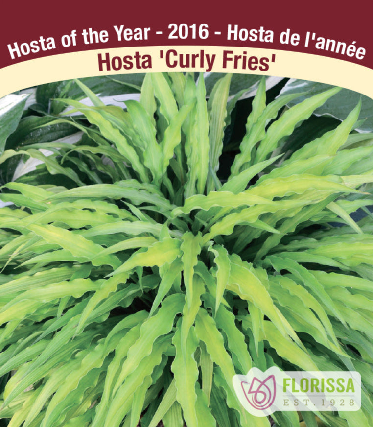 Hosta - Curly Fries, 1 Pack