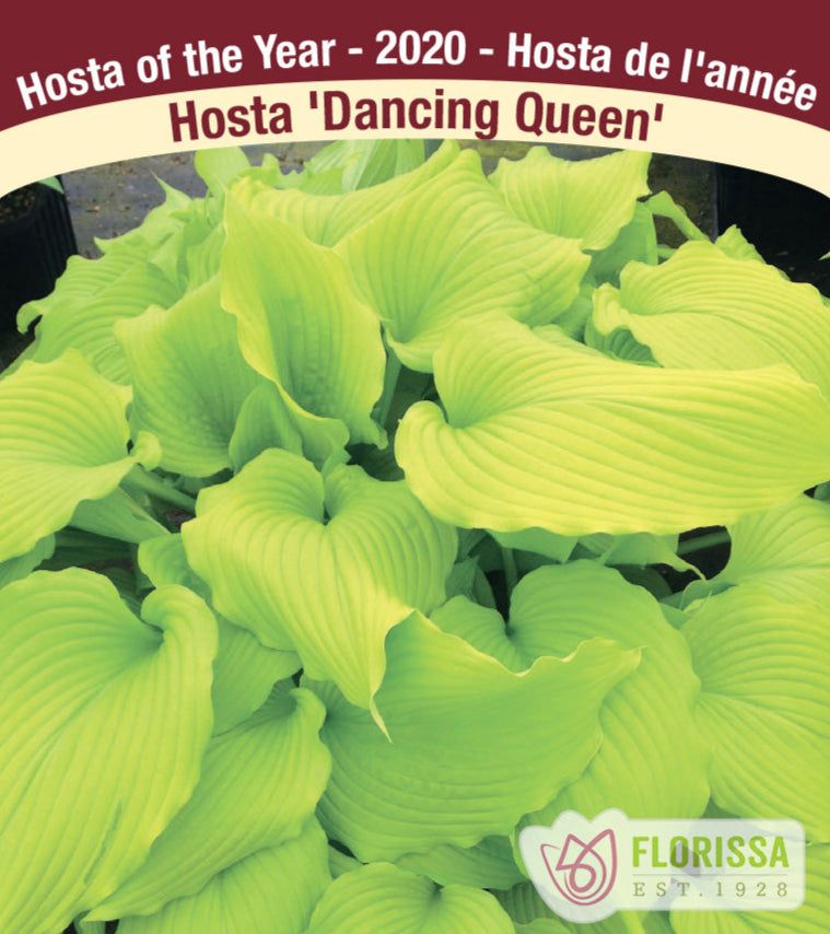 Hosta - Dancing Queen, 1 Pack