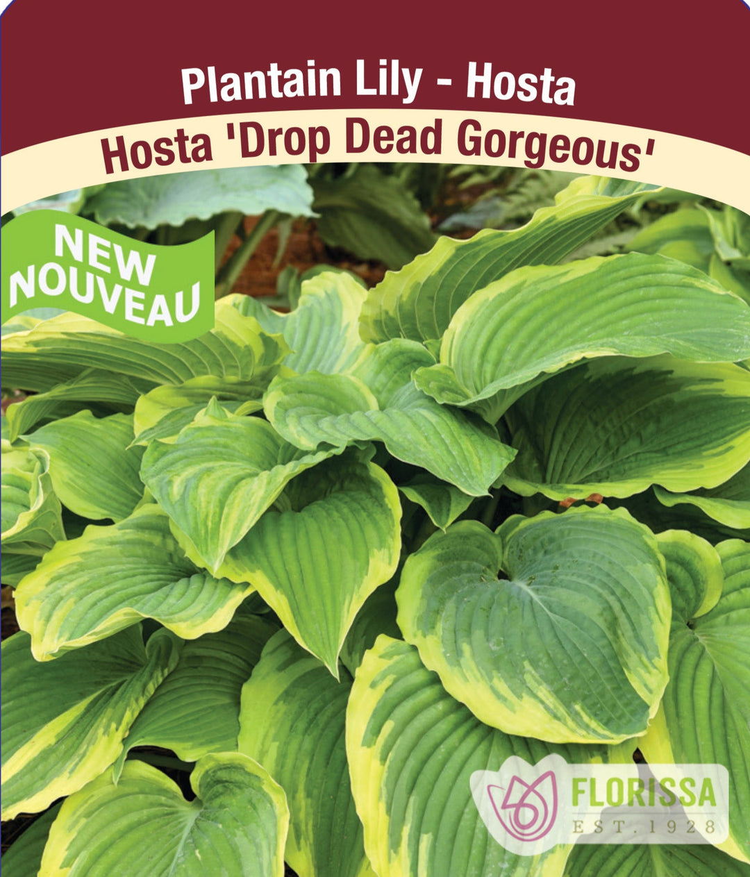 Hosta - Drop Dead Gorgeous, 1 Pack