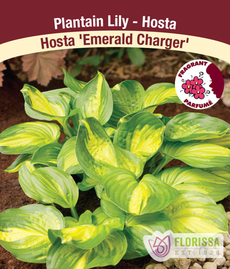 Hosta - Emerald Charger, 1 Pack
