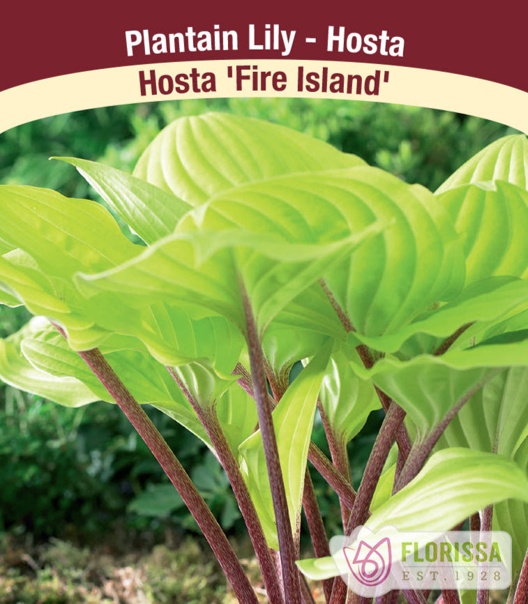 Hosta - Fire Island, 1 Pack