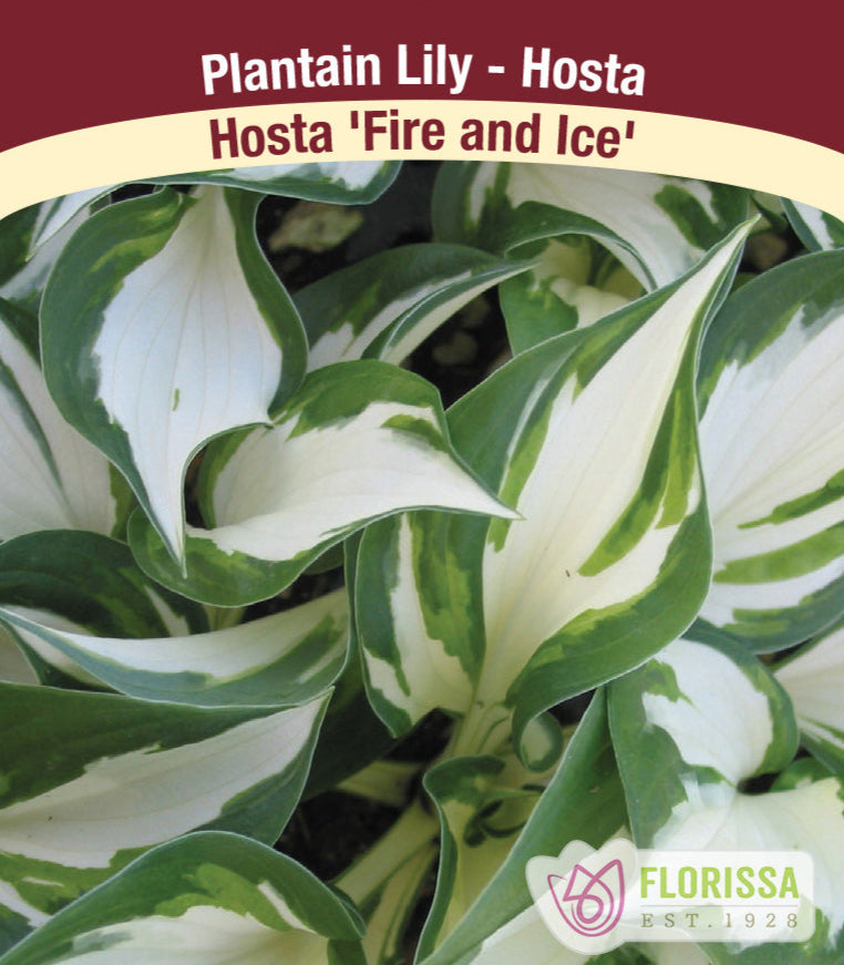 Hosta - Fire and Ice, 1 Pack