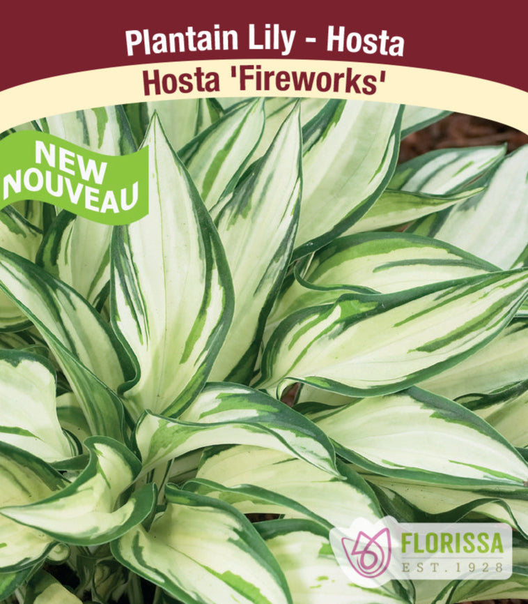 Hosta | Fireworks, 1 Pack – Wildwood Outdoor Living