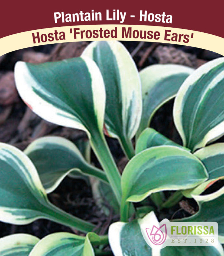 Hosta - Frosted Mouse Ears, 1 Pack