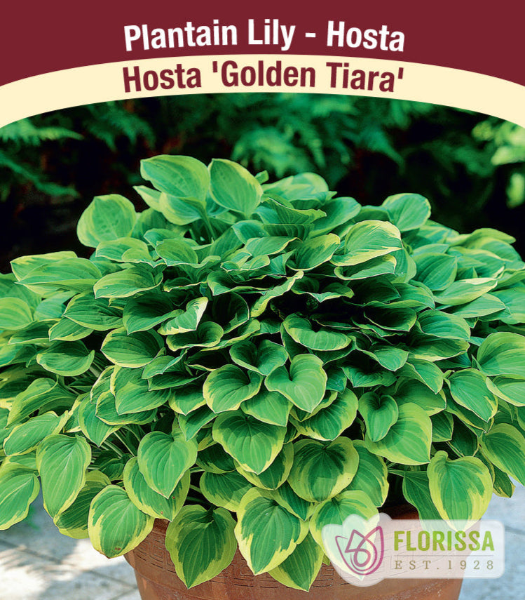 Hosta - Golden Tiara, 1 Pack