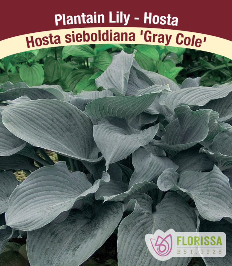 Hosta - Gray Cole, 1 Pack