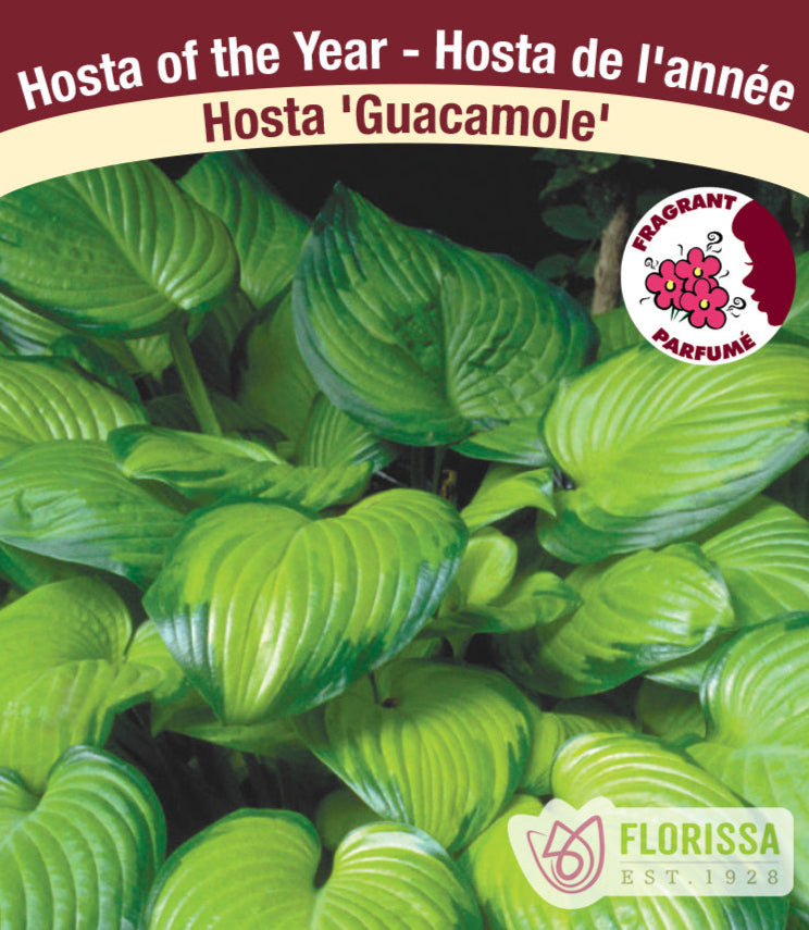 Hosta - Guacamole, 1 Pack