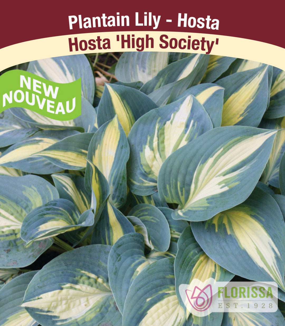 Hosta - High Society, 1 Pack