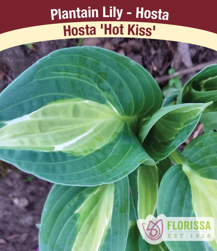 Hosta - Hot Kiss, 1 Pack