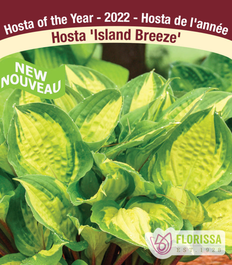 Hosta - Island Breeze, 1 Pack