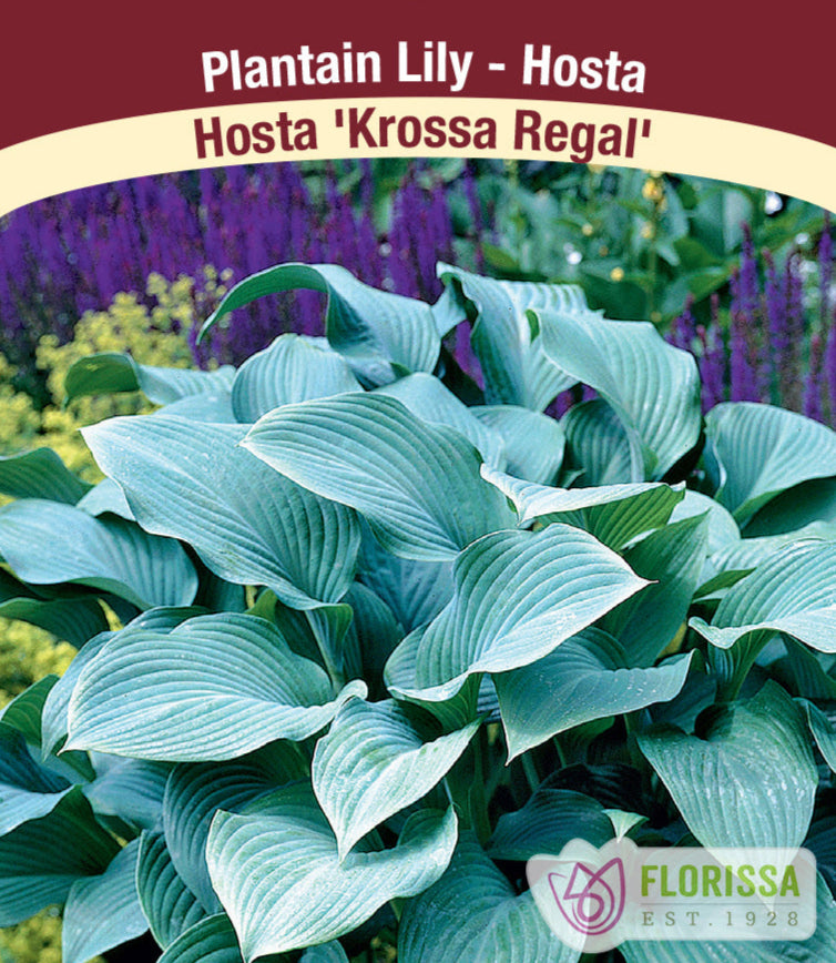 Hosta - Krossa Regal, 1 Pack