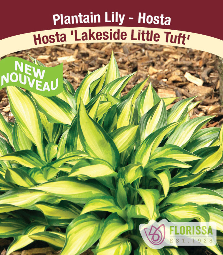 Hosta - Lakeside Little Tuft, 1 Pack