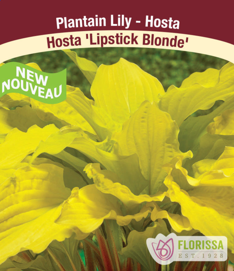Hosta - Lipstick Blonde 1 Pack