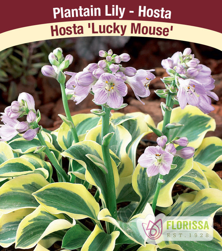 Hosta - Lucky Mouse, 1 Pack