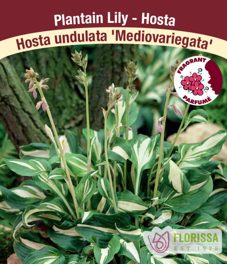 Hosta - Mediovariegata, 1 Pack