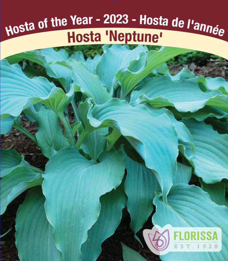 Hosta - Neptune, 1 Pack