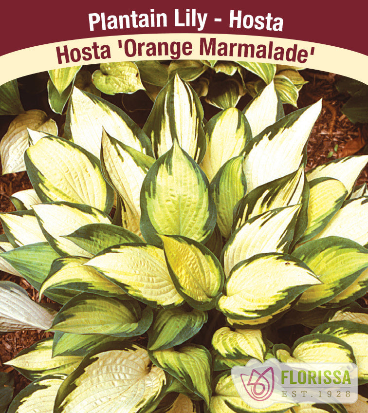 Hosta - Orange Marmalade, 1 Pack
