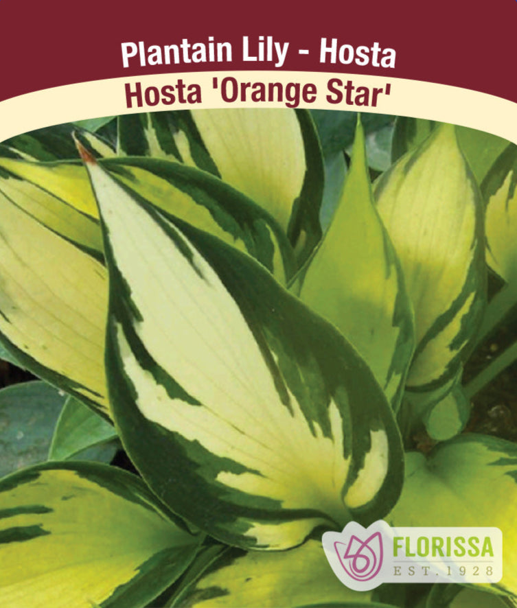 Hosta - Orange Star, 1 Pack