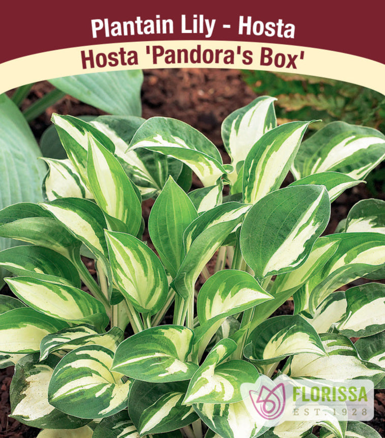 Hosta - Pandora's Box, 1 Pack